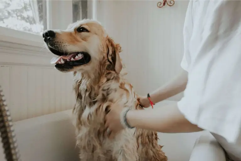 Can You Use Baby Shampoo on Dogs?